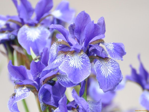 ирис калигазам