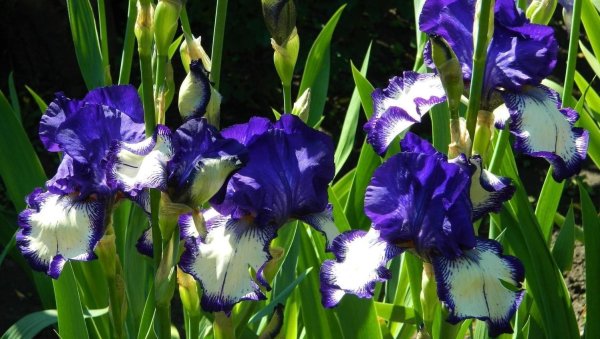 ирис степпинг аут