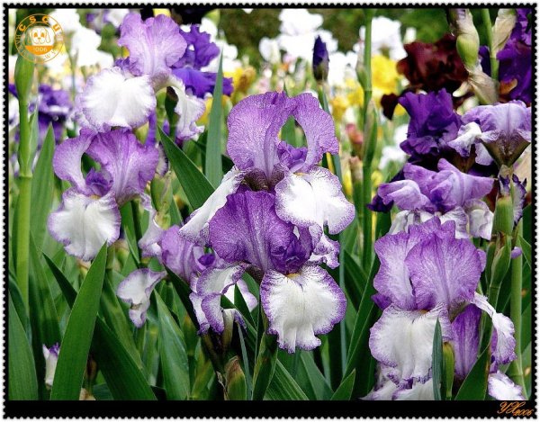 ирис германский