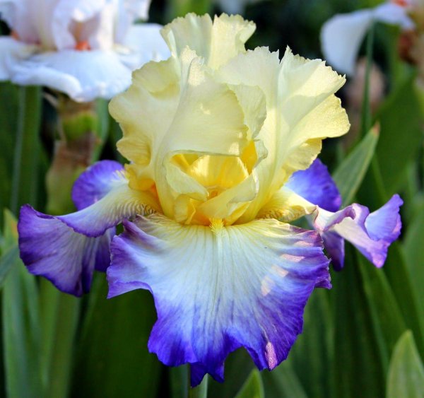 ирис эдит уолфорд