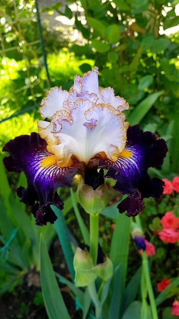 iris flower