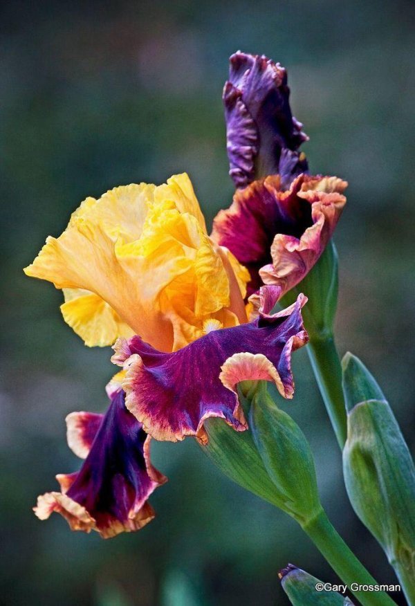 ирис сорта