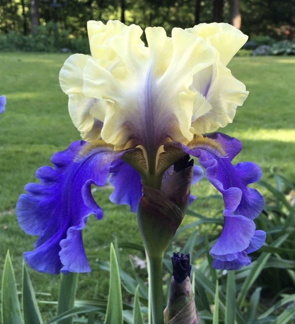 ирис эдит уолфорд