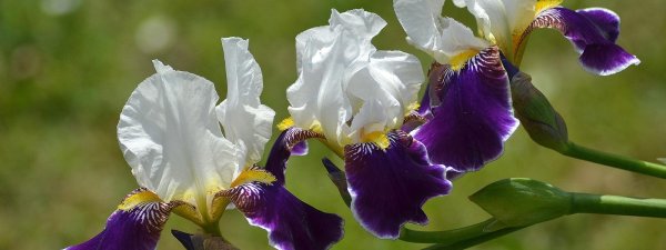 ирис драма квин