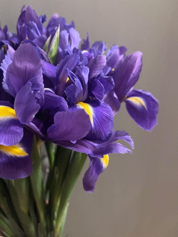 ирисы блю мэджик