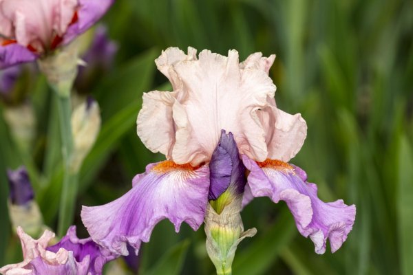 ирис sudden bliss