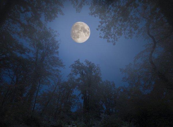 луна в лесу