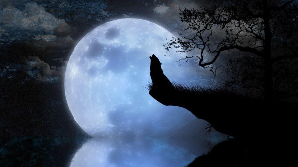 волк воет на луну