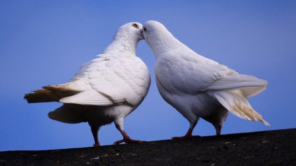 два голубя