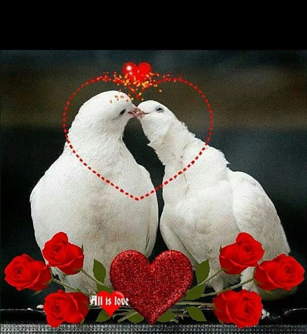 два голубка