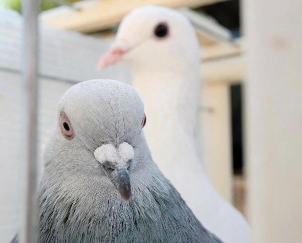 дикий голубь сизарь