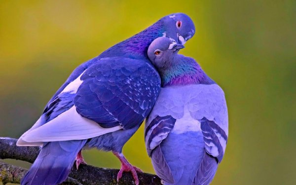 попугайный голубь