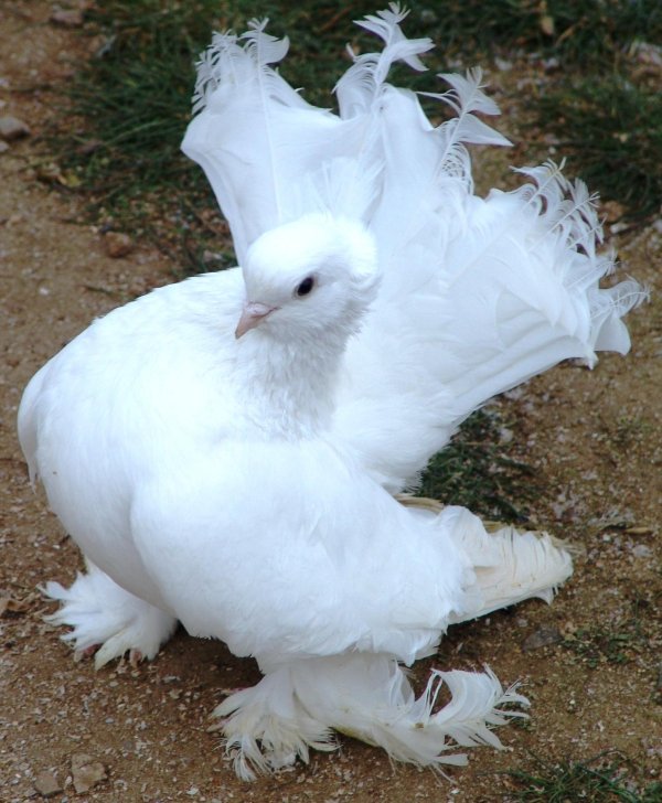 порода голубей