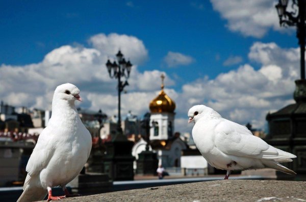 горлица белая