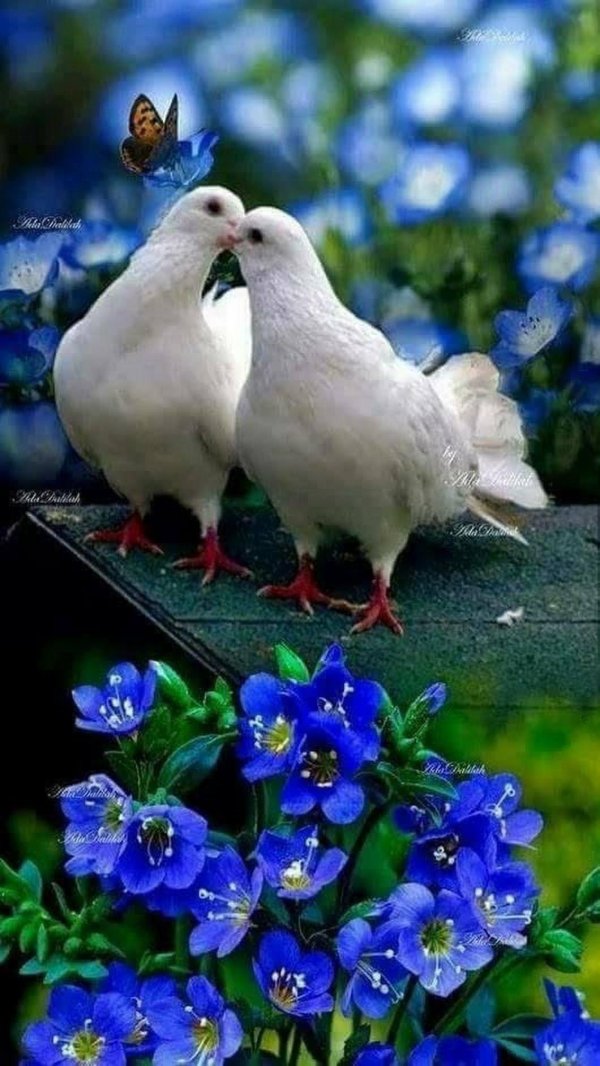 доброе утро с голубями