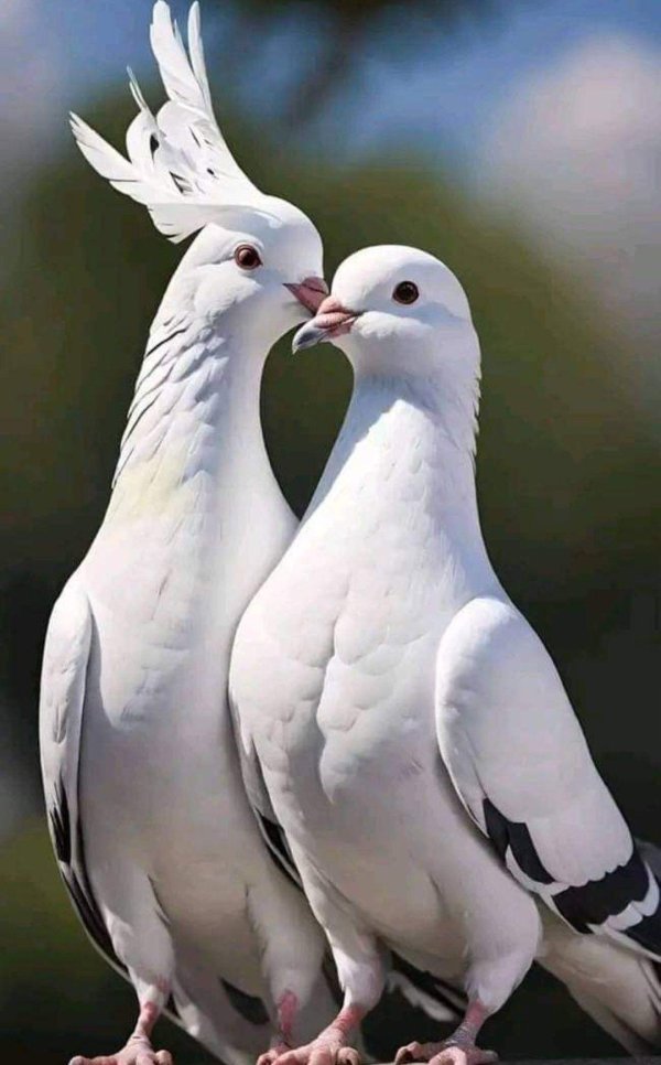 два голубя