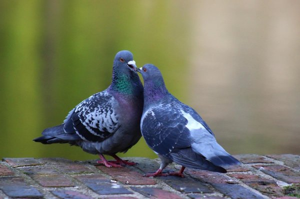 голубь самка