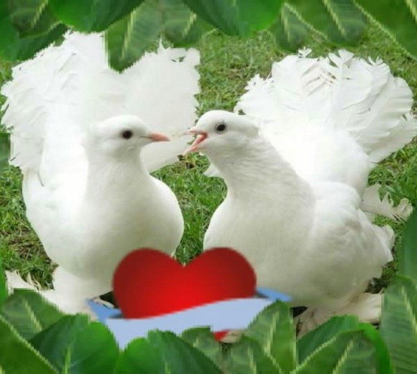 голубь и голубка