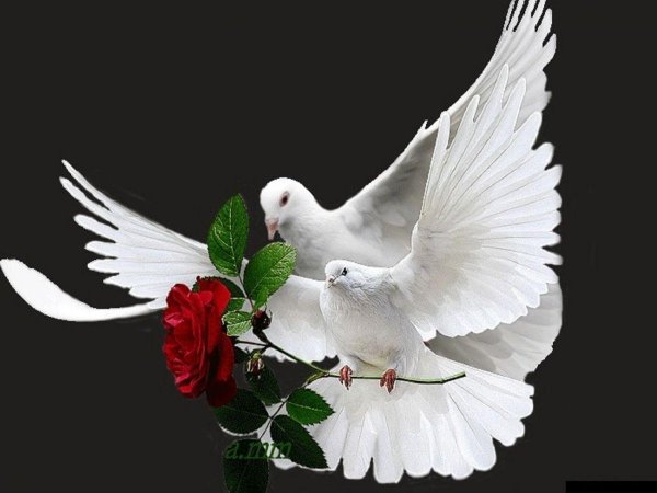 голубь с цветком