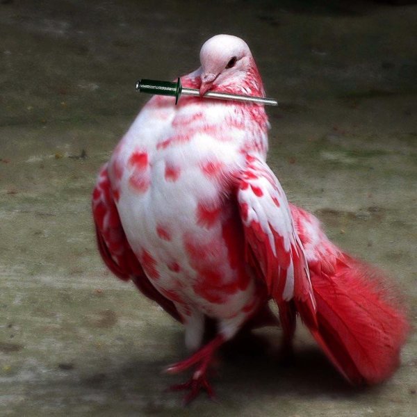 голубь красный