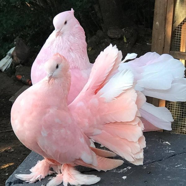 богемская космногая голубь