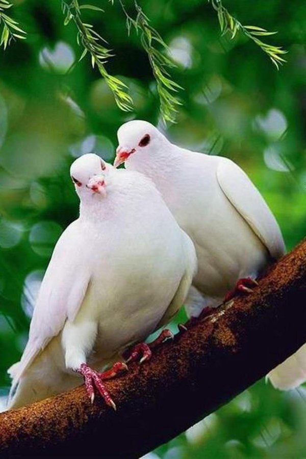 сурати кабутар