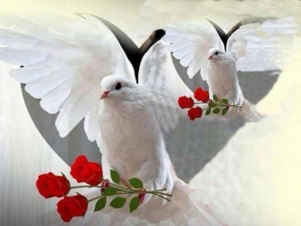 голубь красивый