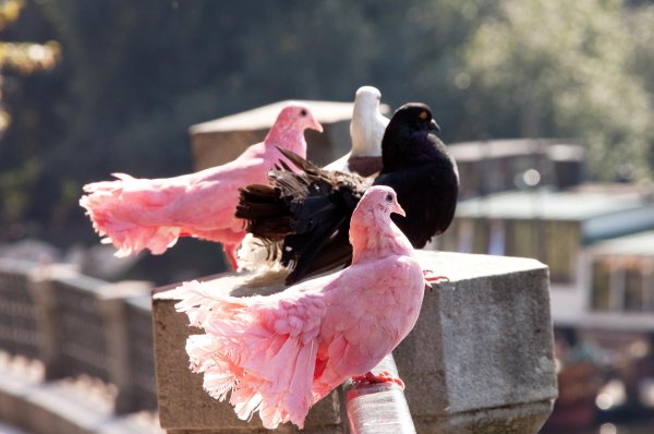 голубь розовый