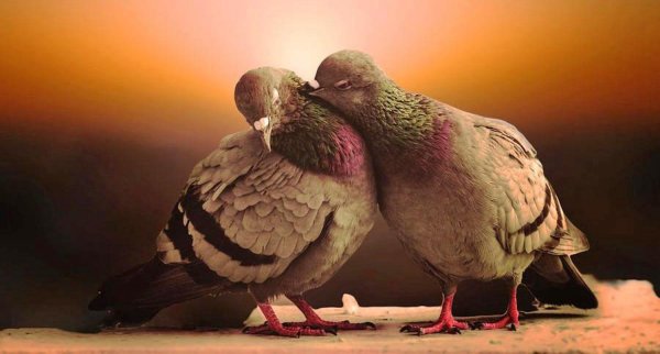 сизый голубь самка