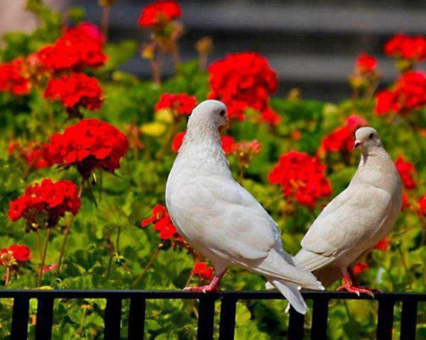 голубь красный