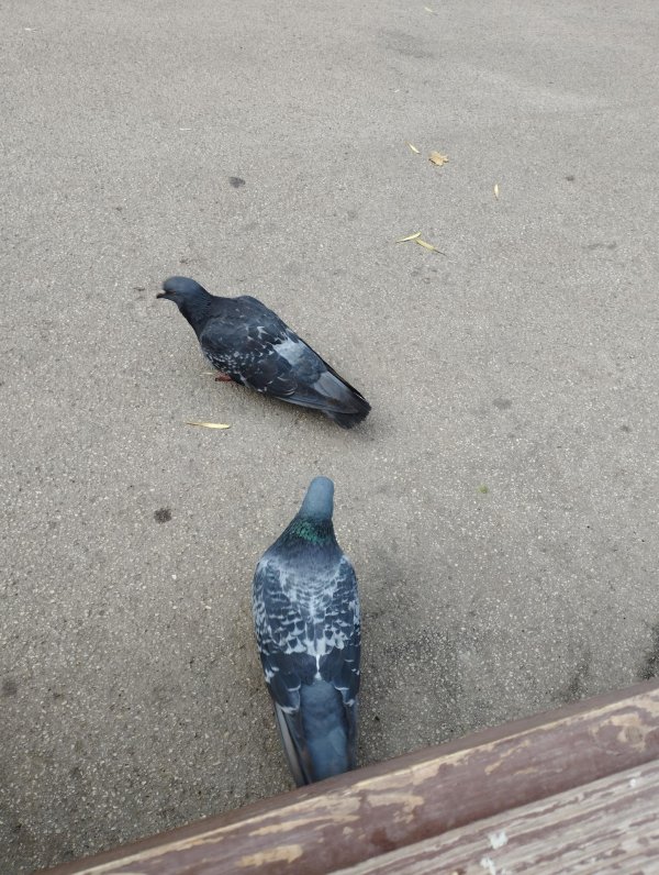 голубь серый