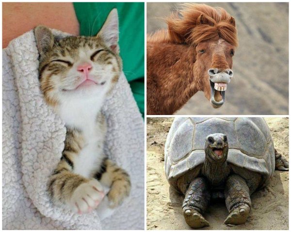 прикольное животное