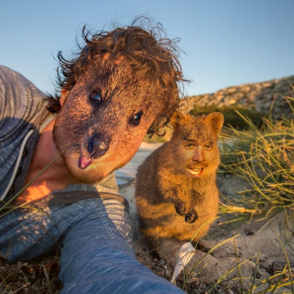 квокка эндемики австралии