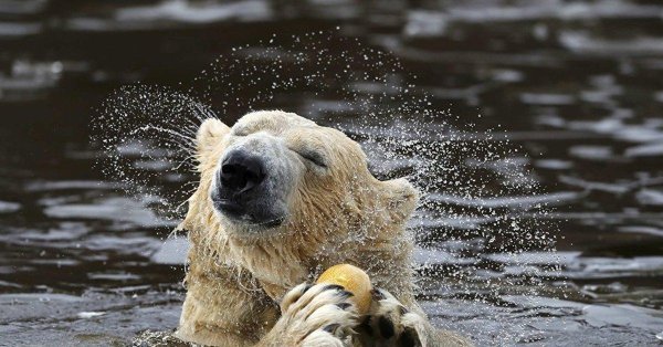 белые медведи