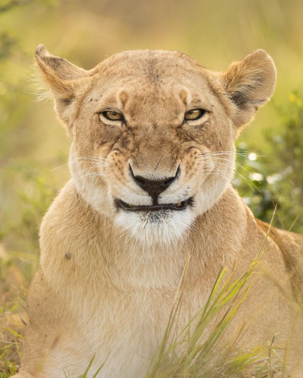 львица дикая