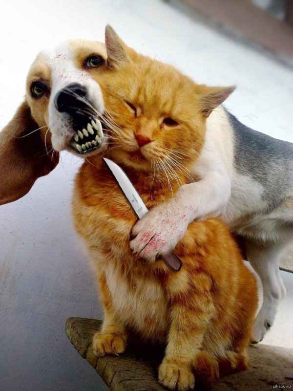 коты дружбаны