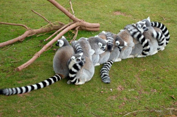 кольцехвостый лемур