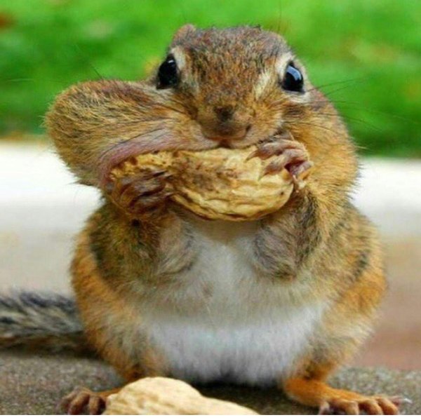 бурундук смешной