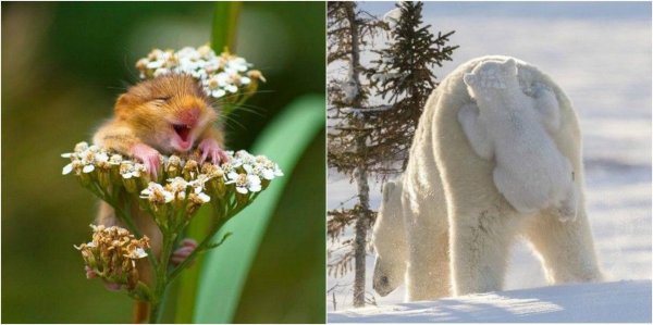 белые медведи