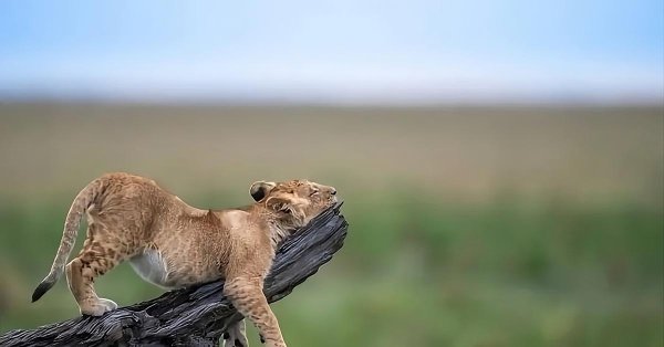 детеныши льва