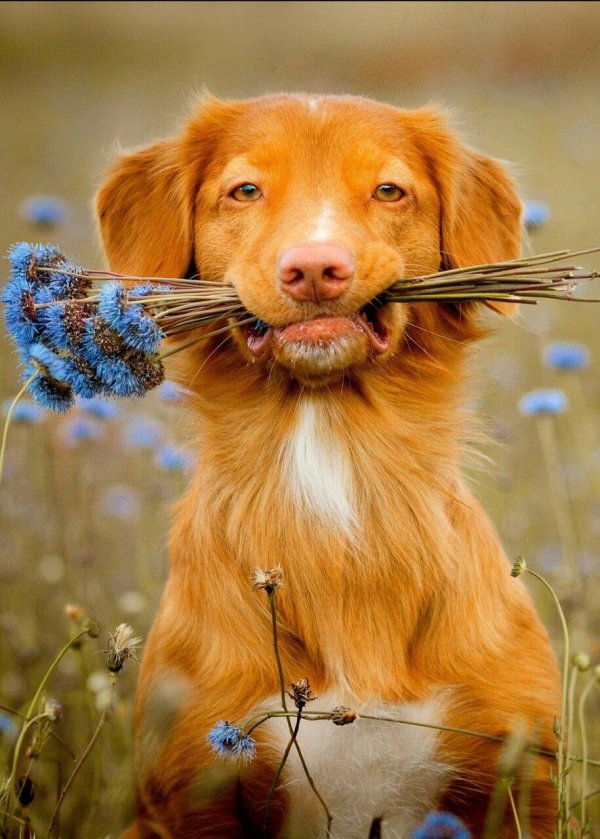 новошотландский ретривер