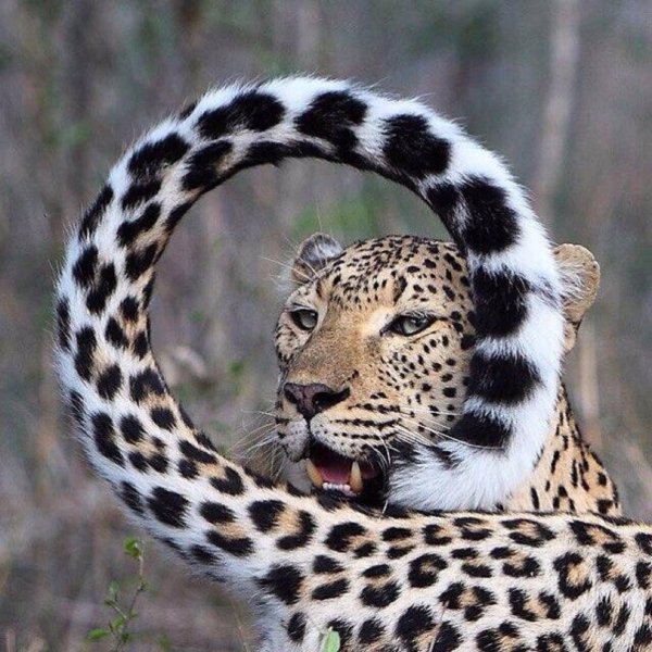 красивый леопард