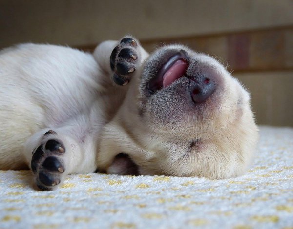 сонные щенки