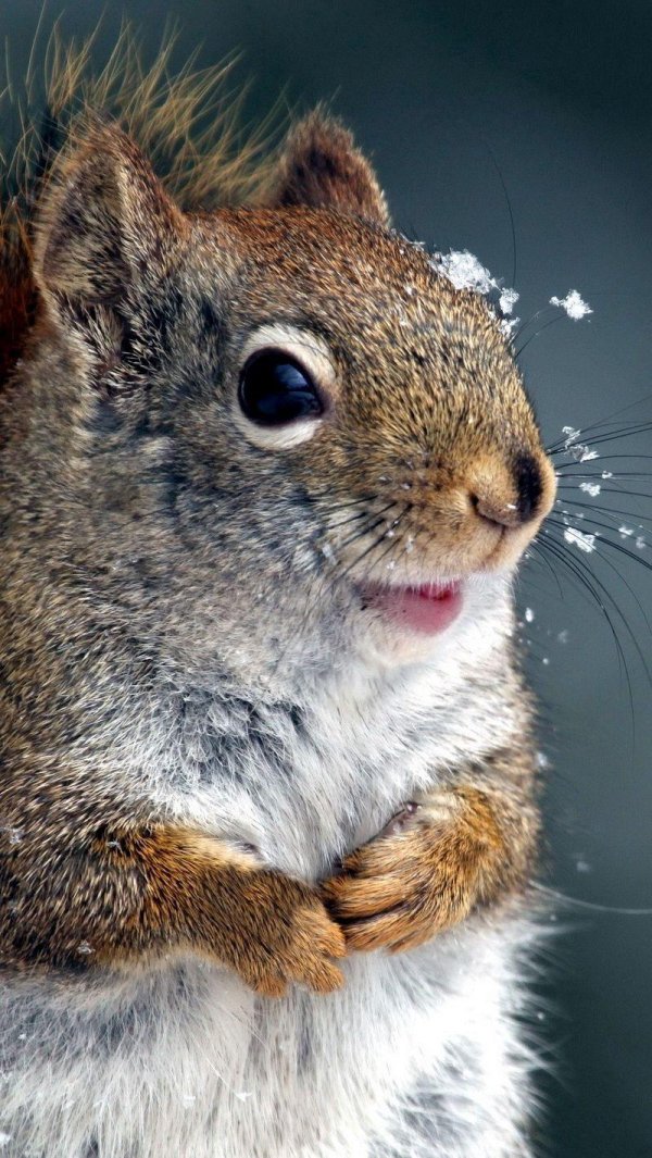 безумная белка