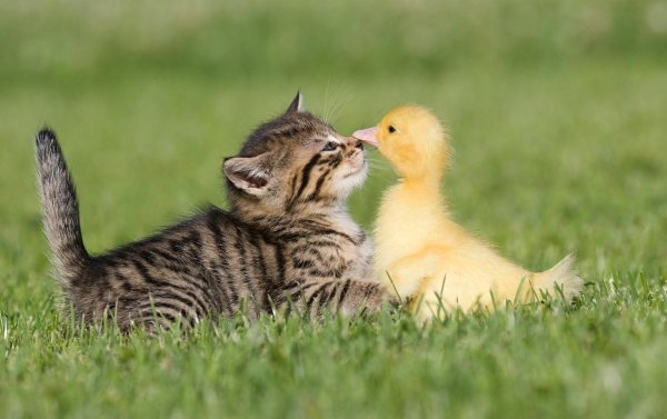 милые утята