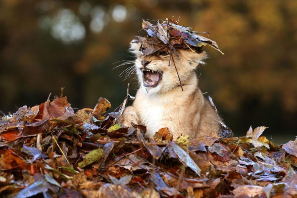 осень звери