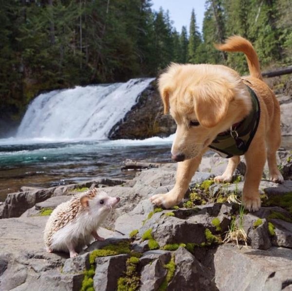 ежик путешественник