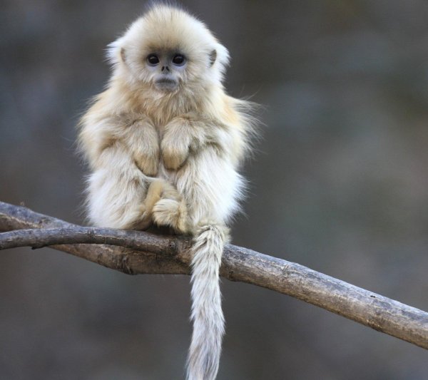 тонкинский ринопитек