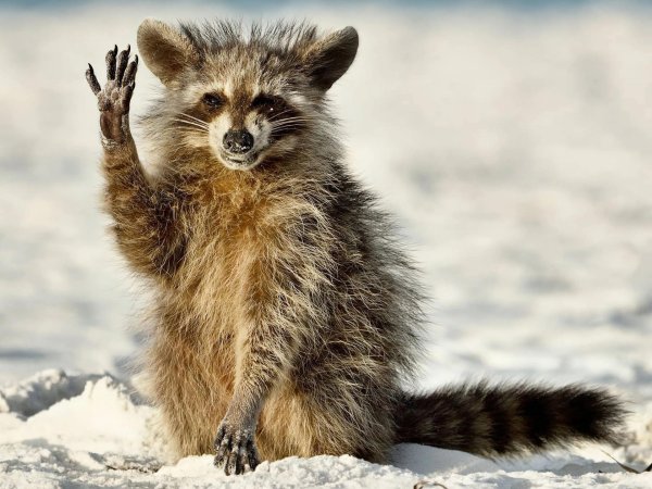 енот полоскун