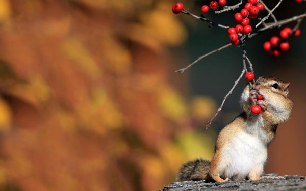 осень звери